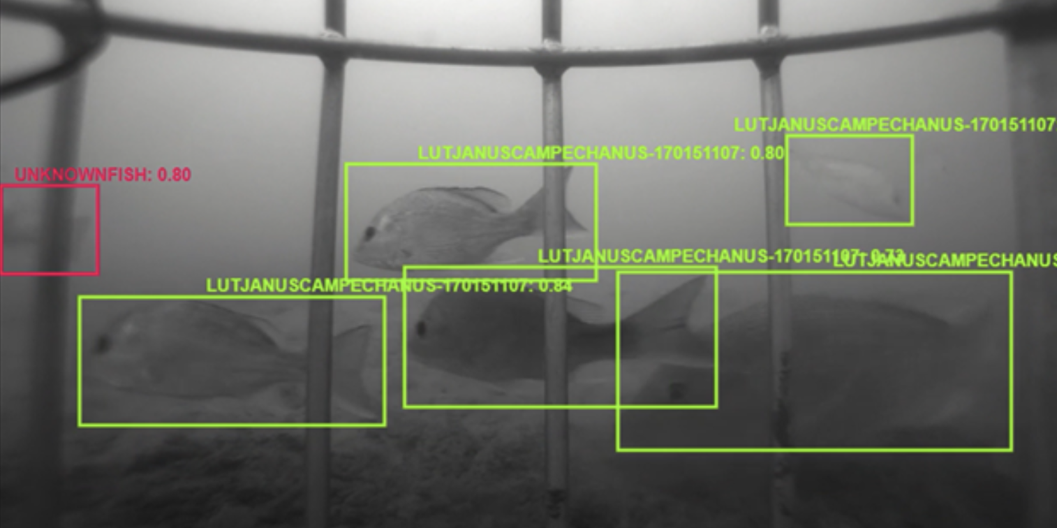 Screenshot of automatic species detection in action.